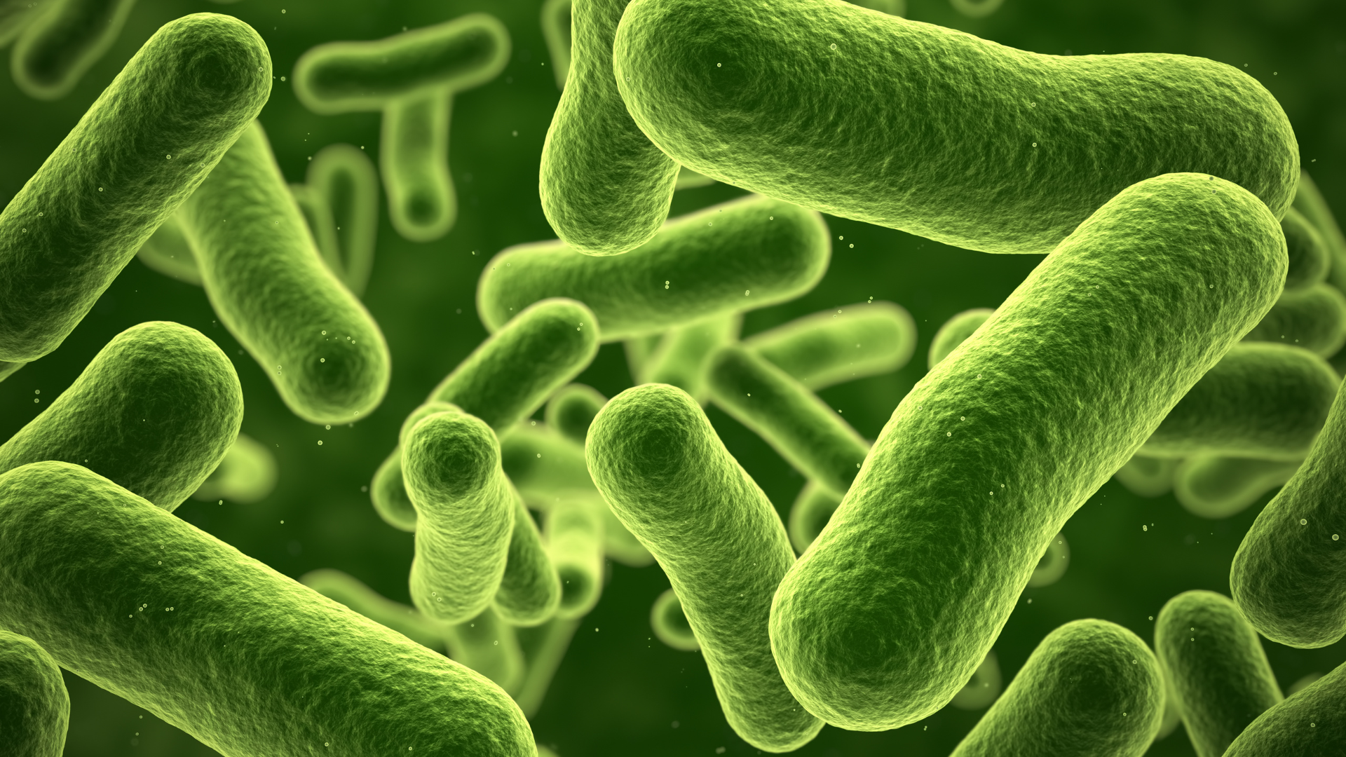 Androgenic Alopecia and the Gut Microbiome
